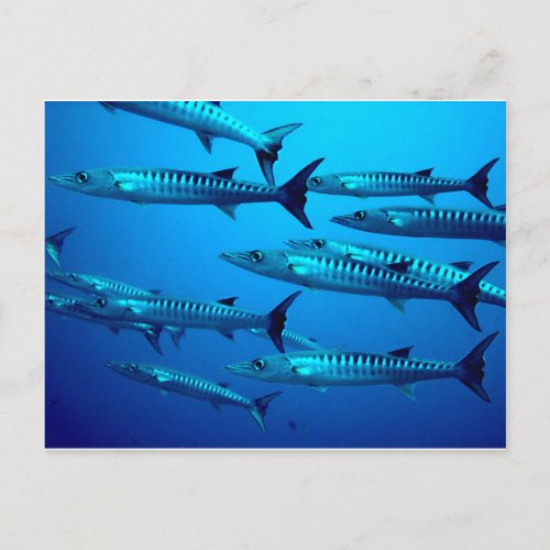 barracuda dive deep sea ocean water tropical wave postcard