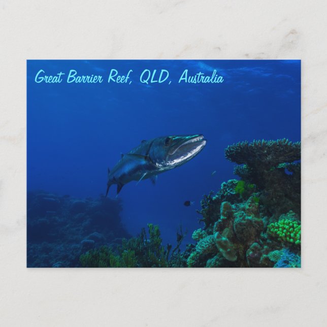 Barracuda on the Great Barrier Reef Postcard (Front)