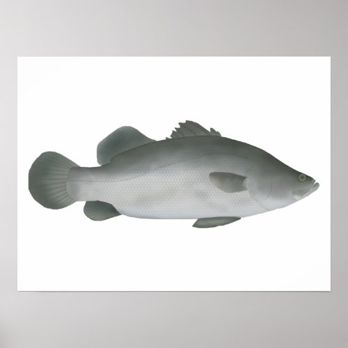 Barramundi Poster