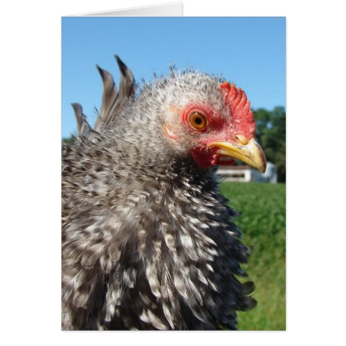 Barred Frizzle