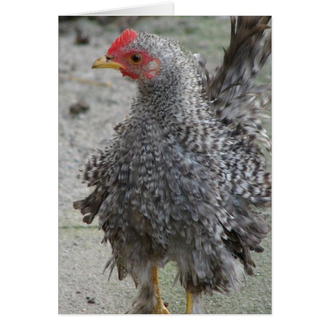 Barred Frizzle Cards (Front)