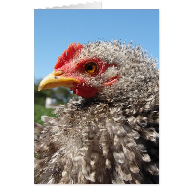Barred Frizzle Cockeral Cards (Front)