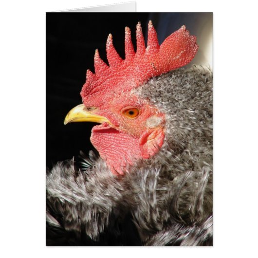 Barred Frizzle Rooster Cards (Front)