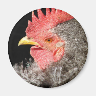 Barred Frizzle Rooster Magnet