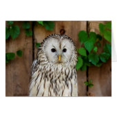 Barred Owl (Front Horizontal)