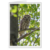 Barred Owl (Front)