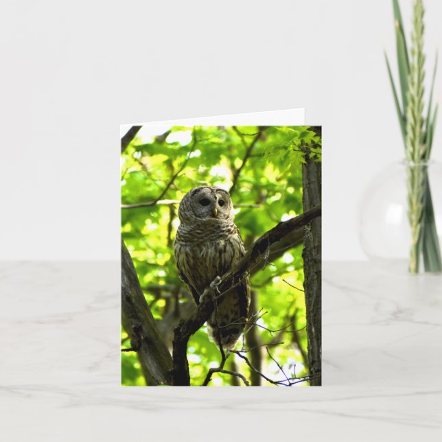 Barred Owl #2 - Blank Note Card (Front)
