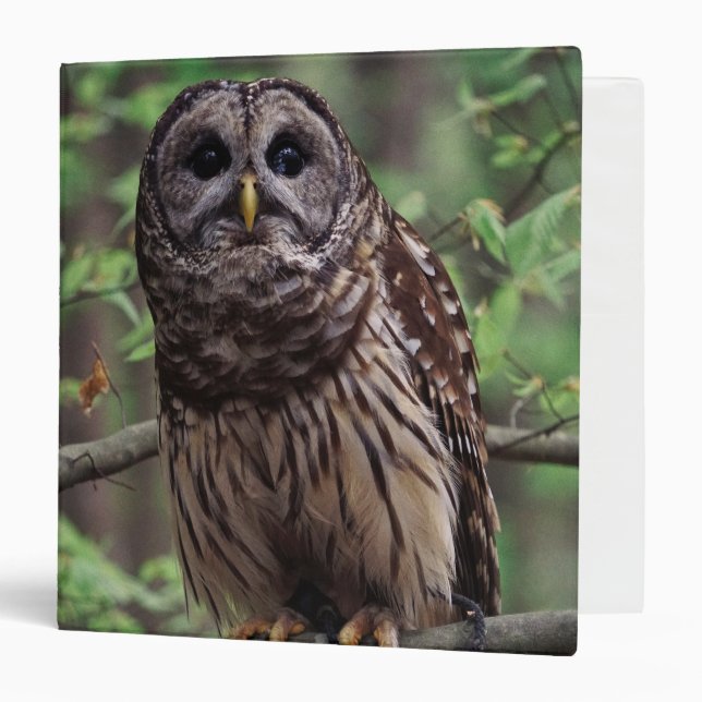 Barred Owl 3 Ring Binder (Front/Inside)
