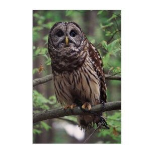Barred Owl Acrylic Print
