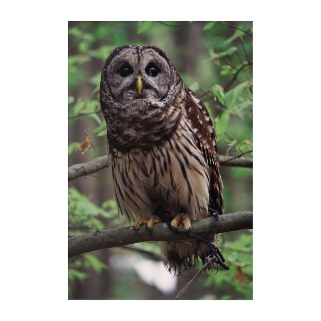 Barred Owl Acrylic Print (Front)