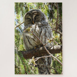 Barred Owl asleep in Evergreen Tree Jigsaw Puzzle