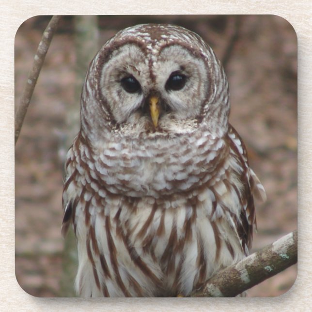 Barred Owl Beverage Coaster (Front)