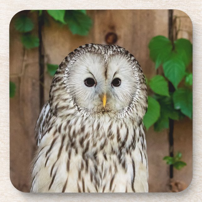 Barred Owl Beverage Coaster (Front)