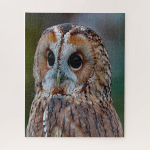 Barred Owl- Bird of Prey. Jigsaw Puzzle