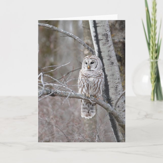 Barred Owl Bird Wildlife Blank Notecard (Front)