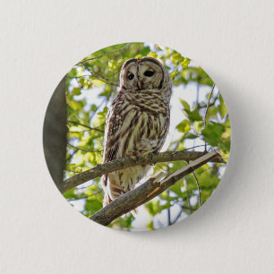 Barred Owl Button