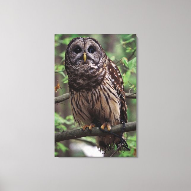 Barred Owl Canvas Print (Front)