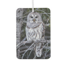Barred Owl