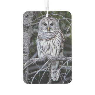 Barred Owl Car Air Freshener