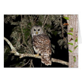 Barred Owl Card (Front Horizontal)
