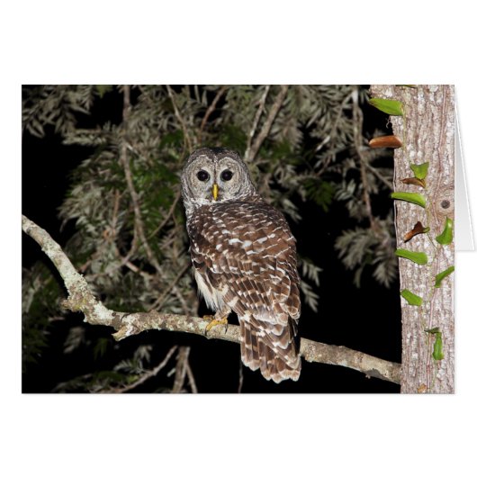 Barred Owl Card (Front Horizontal)