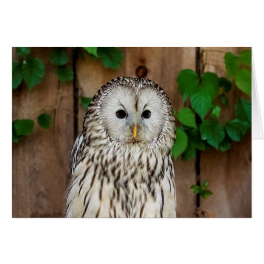 Barred Owl Cards (Front Horizontal)