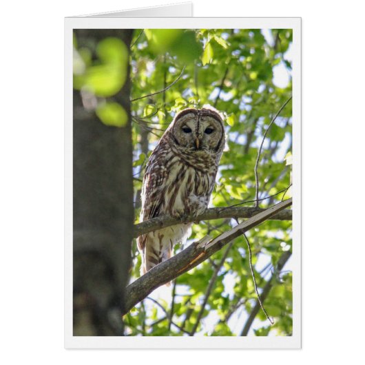 Barred Owl Cards (Front)