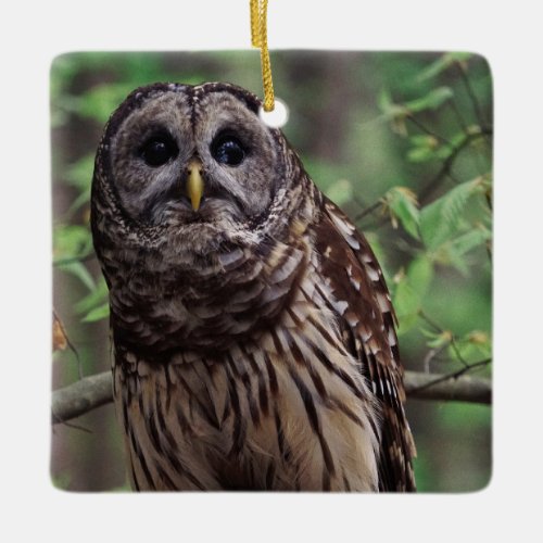 Barred Owl Ceramic Ornament