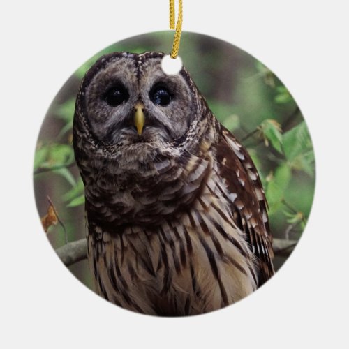 Barred Owl Ceramic Ornament