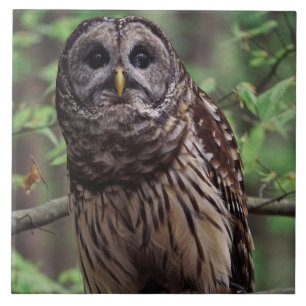 Barred Owl Ceramic Tile