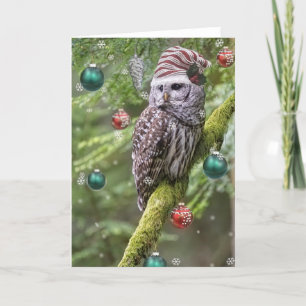 Barred Owl Christmas Holiday Card