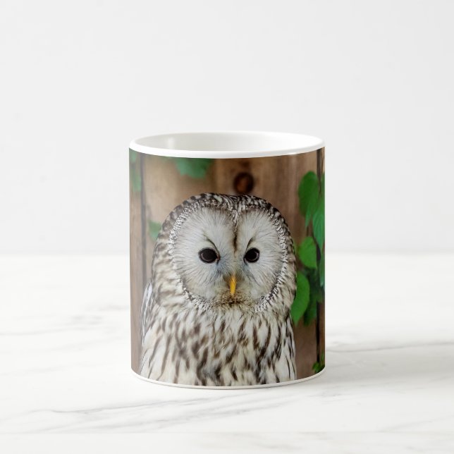 Barred Owl Coffee Mug (Center)