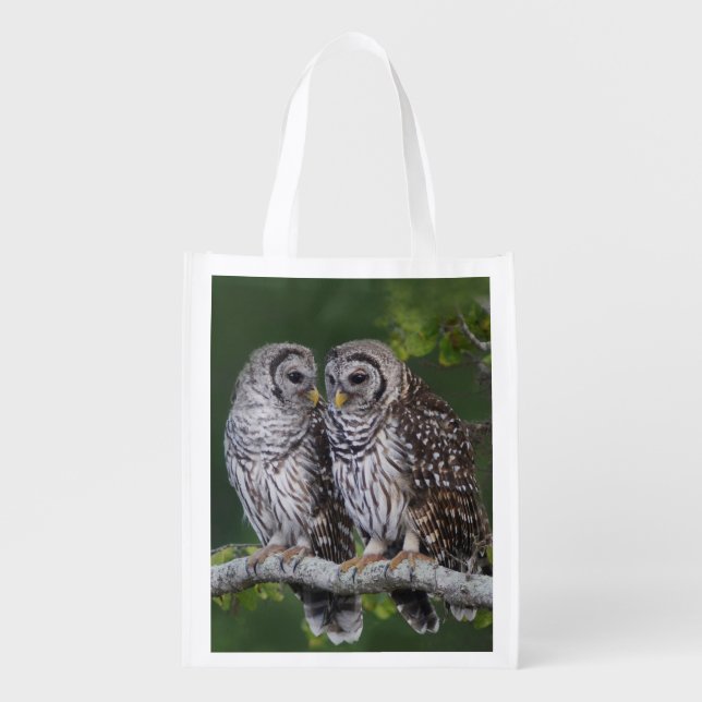 Barred Owl Fledglings - Reusable Grocery Bag (Front)