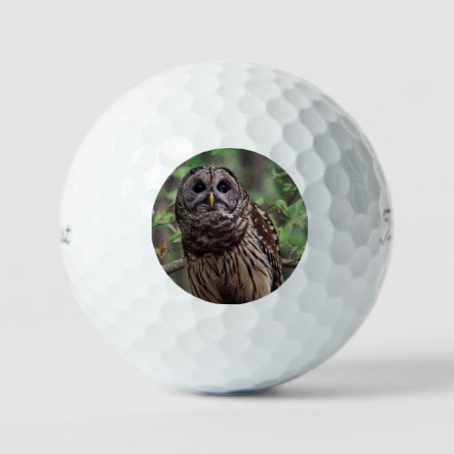 Barred Owl Golf Balls