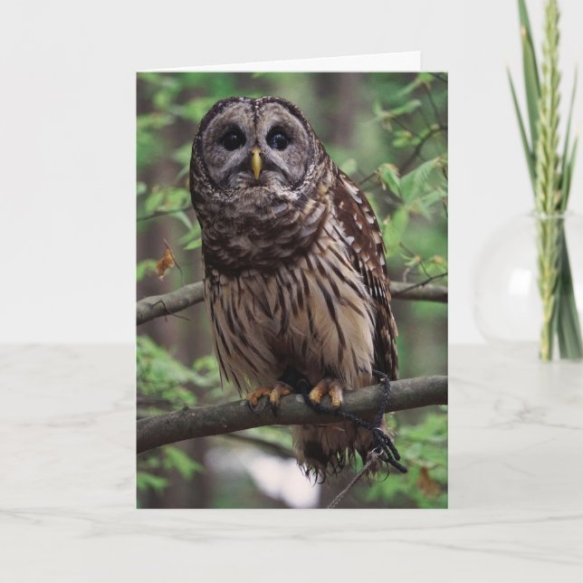 Barred Owl Greeting Card (Front)