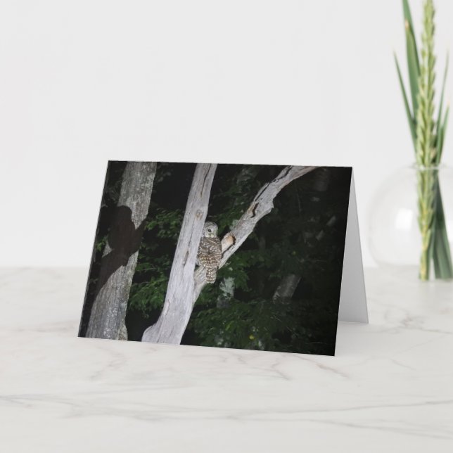 Barred Owl Greeting Card, Blank Inside Card (Front)