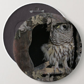 Barred Owl - Here's Looking at You! Button