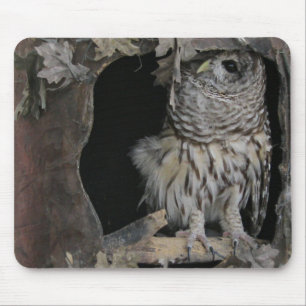 Barred Owl - Here's Looking at You! Mouse Pad