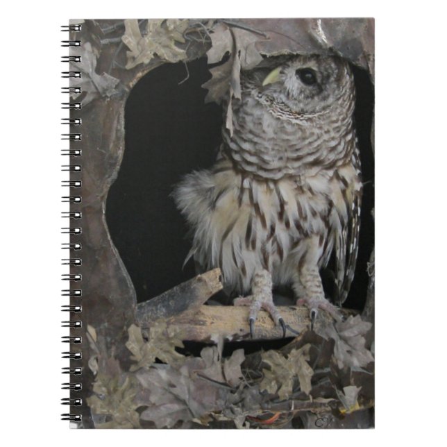 Barred Owl - Here's Looking at You! Notebook (Front)