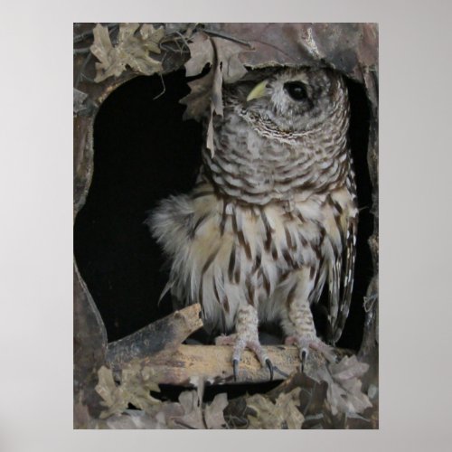 Barred Owl _ Heres Looking at You Poster