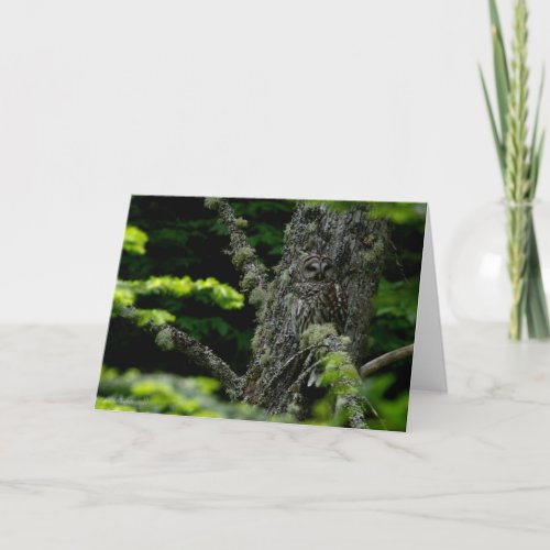 Barred Owl Hide Thank You Card