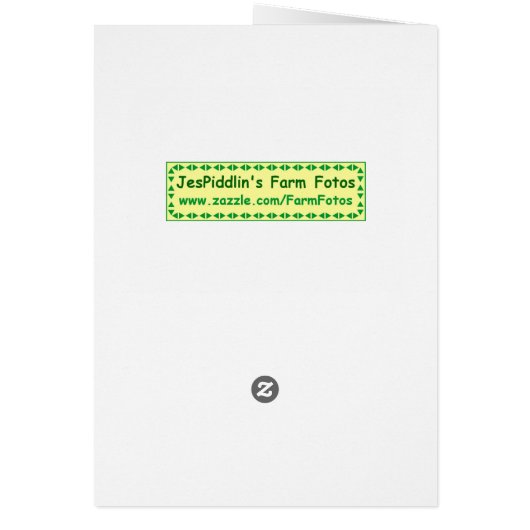 Barred Owl (Hoot Owl) (Back)