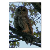 Barred Owl (Hoot Owl) (Front)