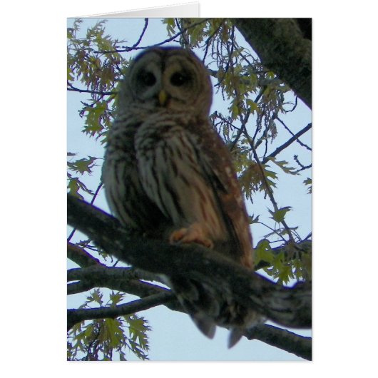 Barred Owl (Hoot Owl) Cards (Front)