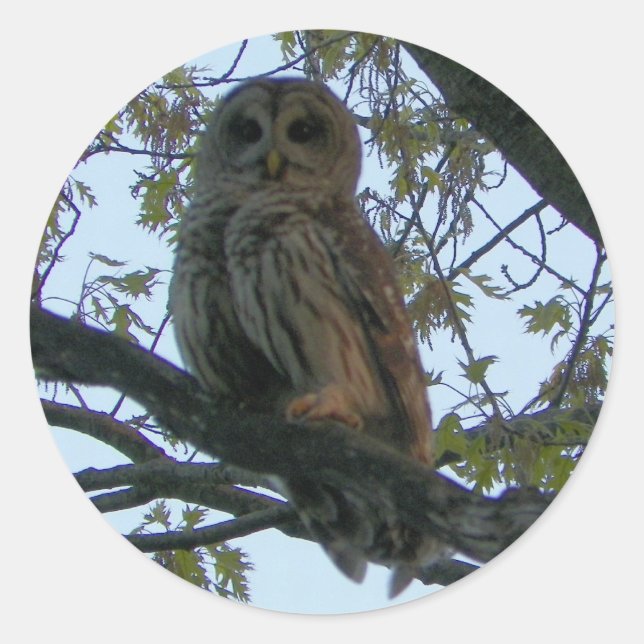 Barred Owl (Hoot Owl) Round Stickers (Front)