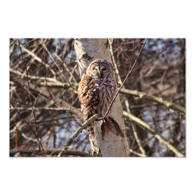 Barred Owl in a Birch Tree Photo (Front)