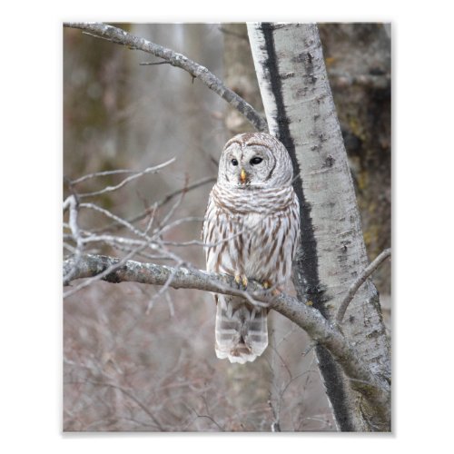 Barred Owl In A Birch Tree Photo Print