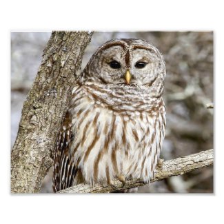 Barred Owl in a Tree Photo Print