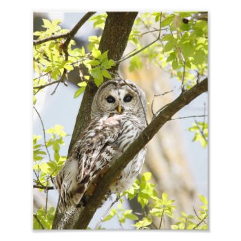 Barred Owl In Early Spring Tree Growth Photo Print by nikkilynndesign at Zazzle