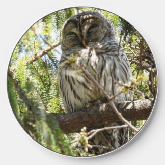 Barred Owl in Evergreen Tree Wireless Charger